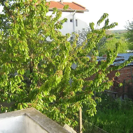 Zelenika Guest *